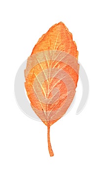 Watercolor fall tree leaf isolated. Hand drawn illustration