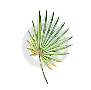 Watercolor fan palm leaf. Exotic colorful plant isolated on white. Jungle green tree. Realistic botanical illustration