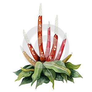 Watercolor fantasy bush with long red spotted stems or flowers illustration. Colorful fictional flora, nonexistent plant