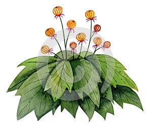 Watercolor fantasy bush with round orange flowers illustration. Colorful fictional flora, nonexistent plant