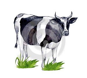 Watercolor farm animals. Cute cow on a white background