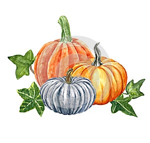 Watercolor festive pumpkins composition, isolated on white background. Autumn harvest, fall ripe orange vegetables and green ivy