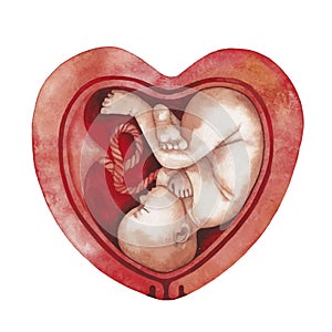 Watercolor fetus inside the womb