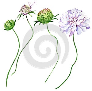 Watercolor Field scabious flowers isolated on the white background. Hand-drawn illustration of flower blossom.