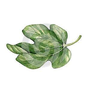 Watercolor fig leaves clipart Illustration