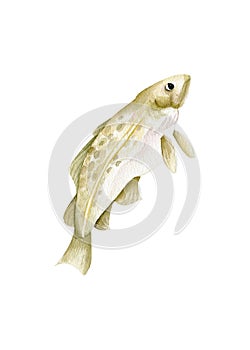 Watercolor fish realistic illustration. Hand drawn cod fish cllip ast for reataurant, menu design