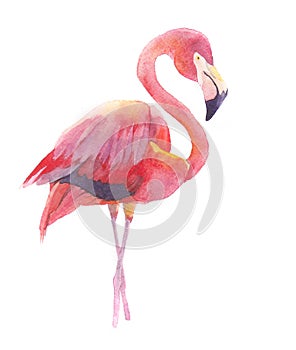 Watercolor flamingo bird animal illustration