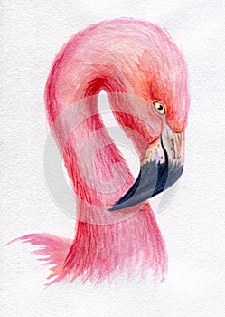 Watercolor flamingo pink hand painted illustration bird profile portrait art print photo