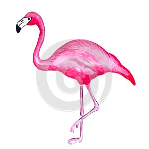 Watercolor flamingo. Summer exotic decoration print for wrapping, wallpaper, fabric, card. Vector illustration