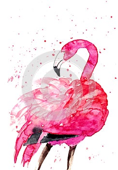 Watercolor flamingo on the white background