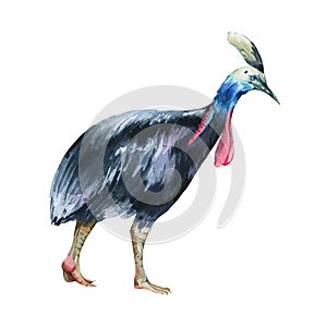 Watercolor flightless bird illustration. Cassowary bird