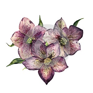 Watercolor floral bouquet with hellebore. Hand painted winter flowers and leaves isolated on white background. Botanical