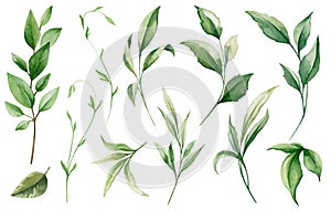 Watercolor floral collection. Illustration set with green wild leaves. Botanic illustration isolated on white background