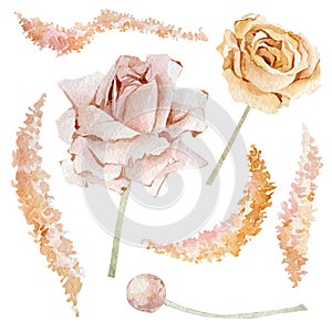 Watercolor floral and dasty flower set. Luxure rose, bohemian illustration in trendy style for wedding invintation, mothers day photo