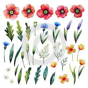 Watercolor floral elements. Poppies, cornflowers, chamomile and leaves. Hand drawn wildflowers