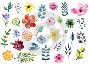 Watercolor floral elements set - flowers and leafs