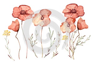 Watercolor floral hand drawn set with delicate illustration of blossom scarlet poppies, yellow wildflowers, herbs