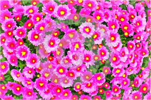 Watercolor floral pattern. Digital painting - illustration. Flowerbed of chrysanthemum multiflora. Bright crimson, lilac flowers