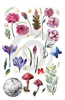 Watercolor floral patterns. Hand drawn flowers.