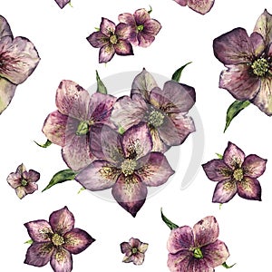 Watercolor floral seamless pattern with hellebore. Hand painted winter flowers and leaves isolated on white background