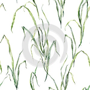 Watercolor floral seamless pattern of meadow grasses. Hand painted plants isolated on white background. Outdoor