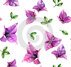 Watercolor floral seamless pattern. Rain of bougainvillea purple flowers isolated on white. Botanical hand drawn