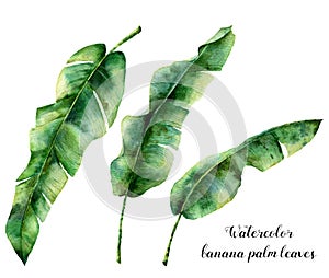 Watercolor floral set with banana palm leaves. Hand painted exotic greenery branch. Tropic plant isolated on white