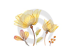 Watercolor floral set. Collection of two yellow transparent roses, leaves and berries. Hand painted isolated design