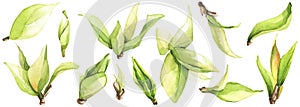 Watercolor floral set of green leaves, branches, twigs etc. Vector traced isolated greenery illustration.