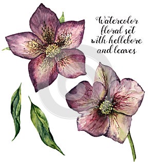 Watercolor floral set with hellebore and leaves. Hand painted winter flowers isolated on white background. Botanical
