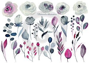 Watercolor floral set, indigo and crimson roses, other flowers and plants