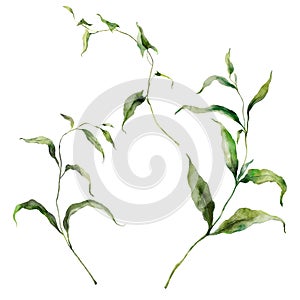 Watercolor floral set of meadow wild grasses. Hand painted plants elements isolated on white background. Outdoor