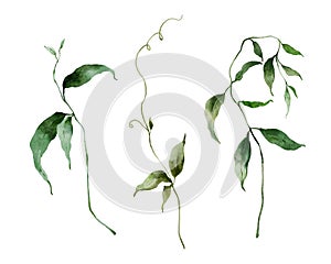 Watercolor floral set of meadow wild herbs. Hand painted plants elements isolated on white background. Outdoor