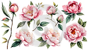 Watercolor floral set. Pink peonies flower, green leaves individual elements