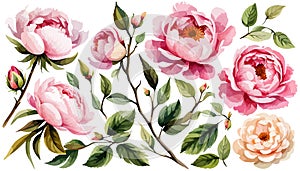 Watercolor floral set. Pink peonies flower, green leaves individual elements