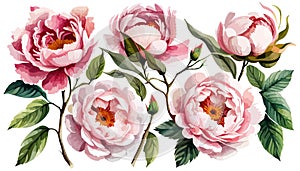 Watercolor floral set. Pink peonies flower, green leaves individual elements