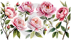 Watercolor floral set. Pink peonies flower, green leaves individual elements