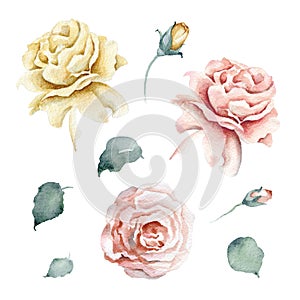 Watercolor floral set with pink and tea roses and buds