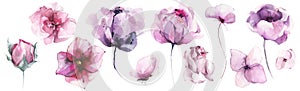 Watercolor floral set of violet, pink poppy, rose, peony, wild flowers, butterfly.