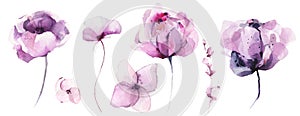 Watercolor floral set of violet poppy, rose, peony, lotus, wild flowers.