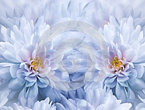 Watercolor floral white-blue background of chrysanthemum flowers. Spring flowers closeup. Flower collage