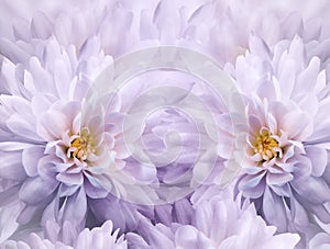 Watercolor floral white-purple background of chrysanthemum flowers. Spring flowers closeup. Flower collage.