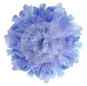 Watercolor flower blue  peony.on  a white isolated background with clipping path. Nature. Closeup no shadows.