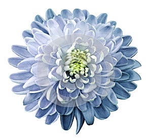 Watercolor flower chrysanthemum white-blue on a white isolated background with clipping path. Nature. Closeup no shadows. Garden