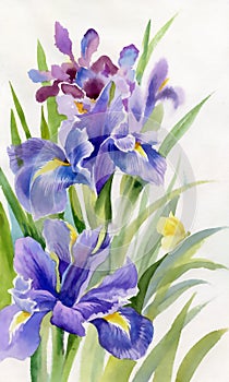 Watercolor Flower Collection: Irises