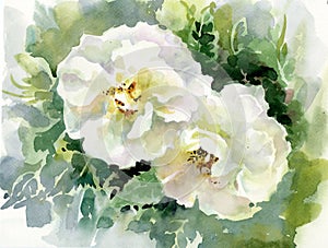 Akvarel kvetina ruže 