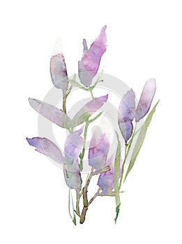 Watercolor flower composition. Hand drawn floral artwork. Fullsize raster. photo