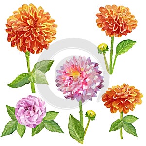 Watercolor flower dahlia isolated set