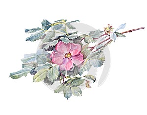 Watercolor flower dog rose isolated on white background. Hand-drawn summer branch with green leaves and wild pink rose