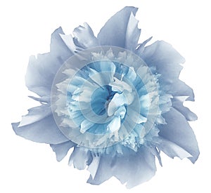 Watercolor flower  light blue peony.  on a white isolated background with clipping path. Nature. Closeup no shadows. photo
